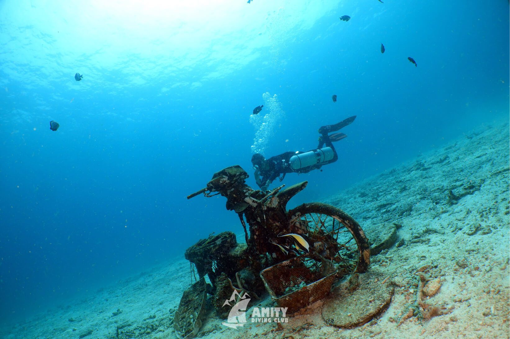Amity trip13