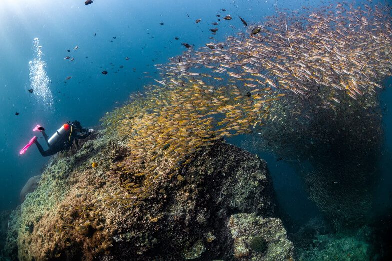 Phi Phi Island & Shark Point Or Anemone Reef