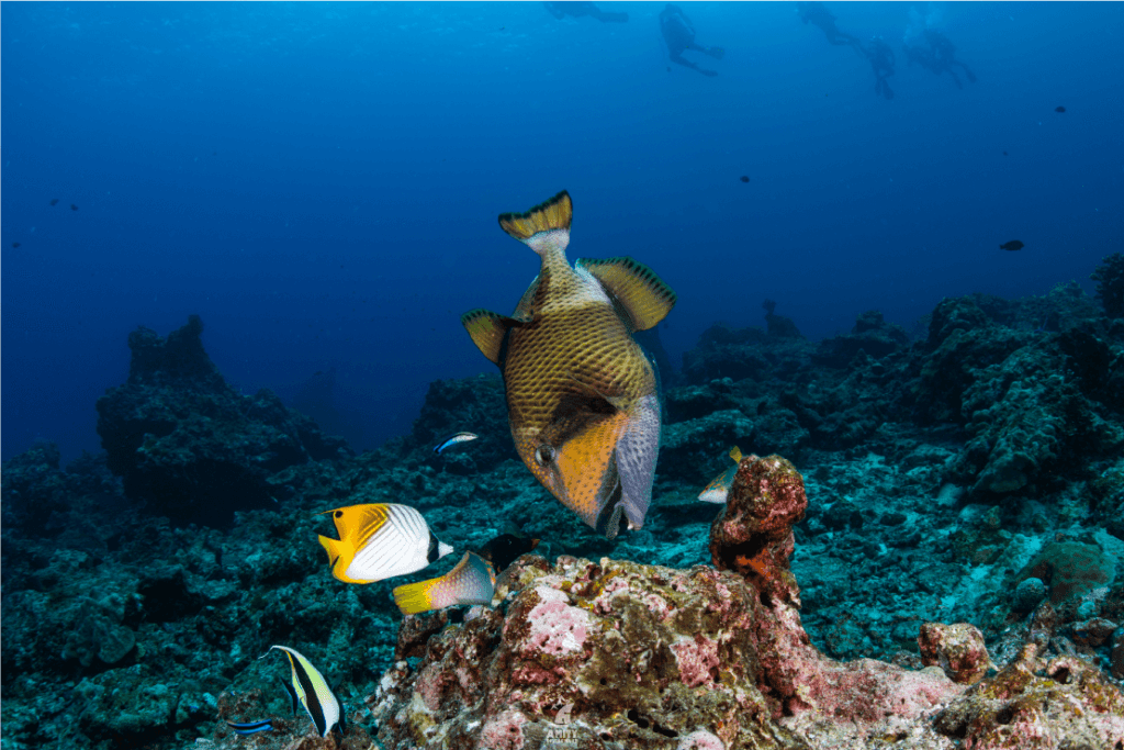 Similan Islands3