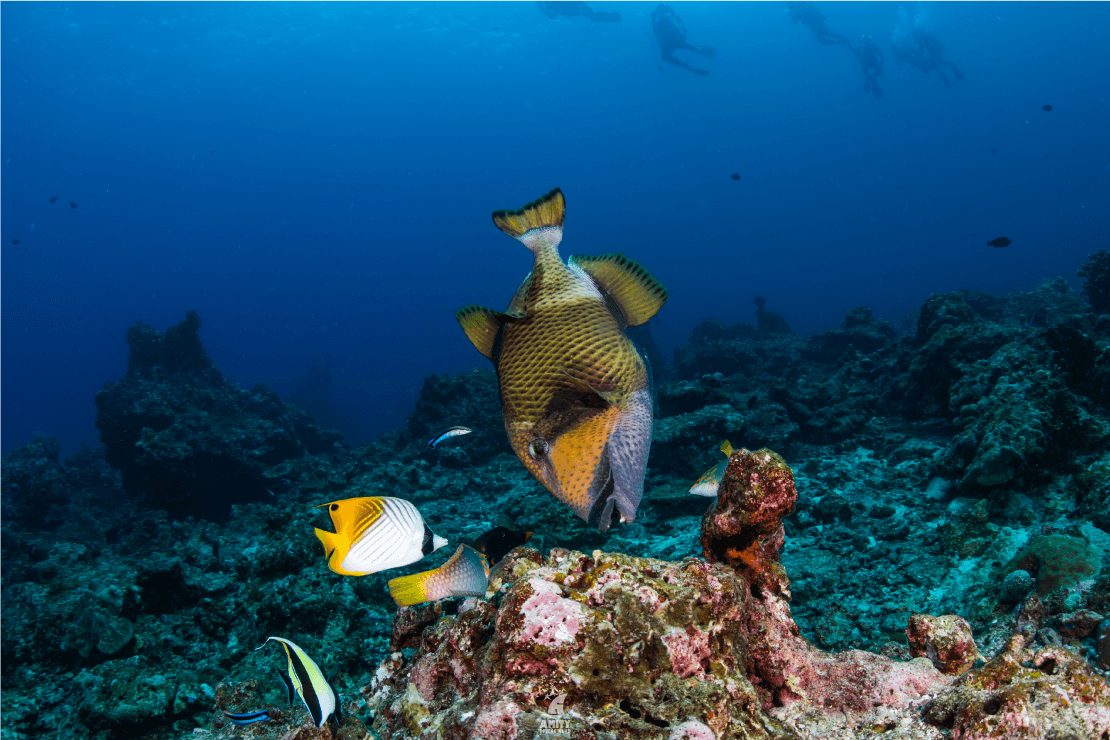 similan7