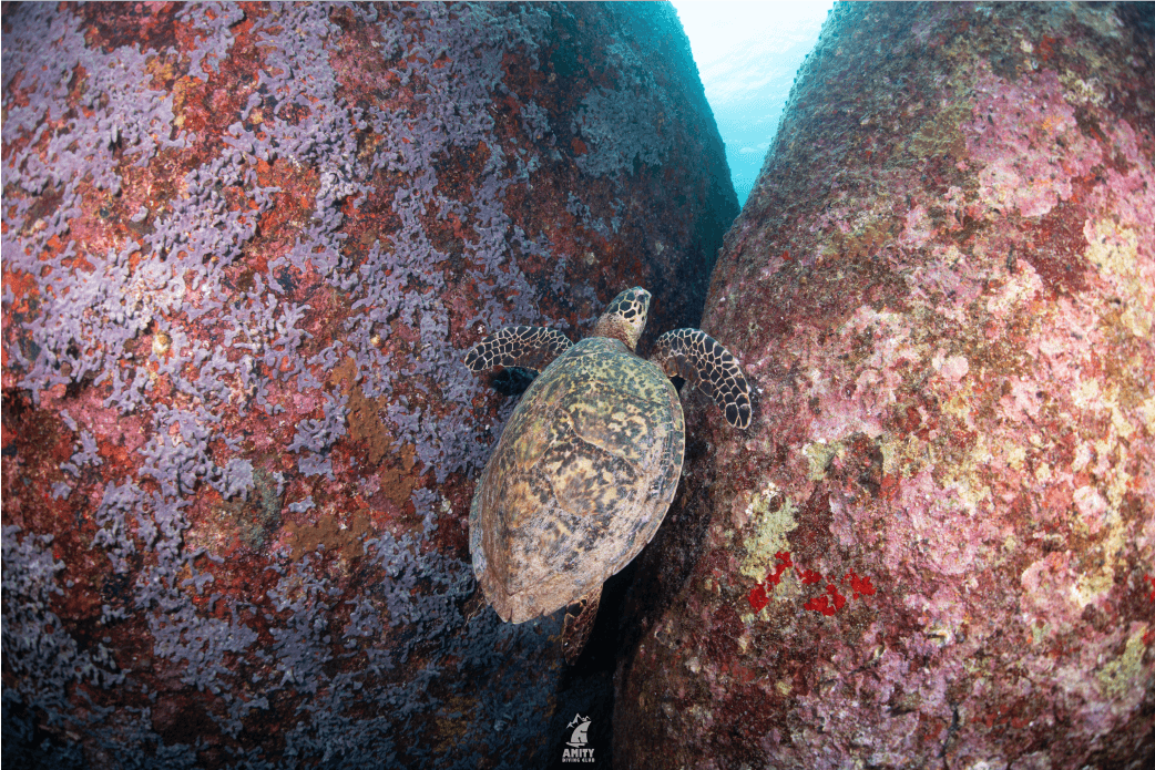 similan8