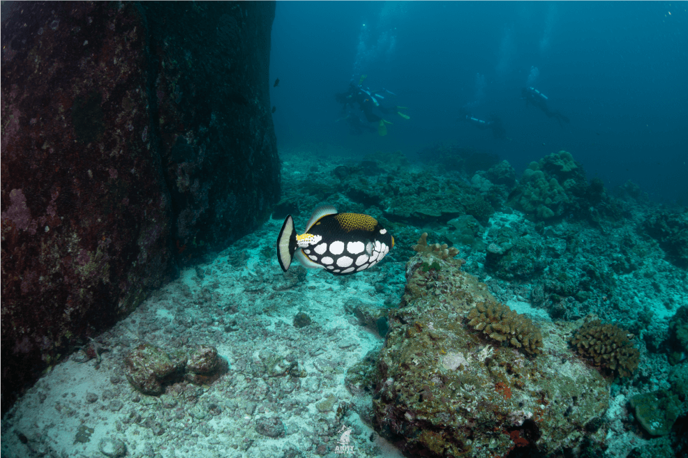 similan4