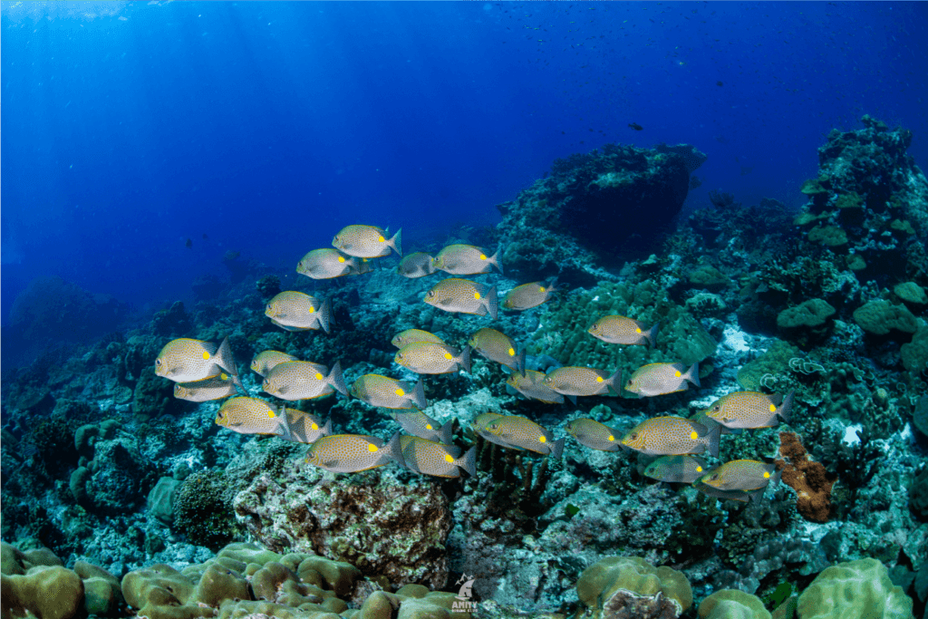 Similan Islands2