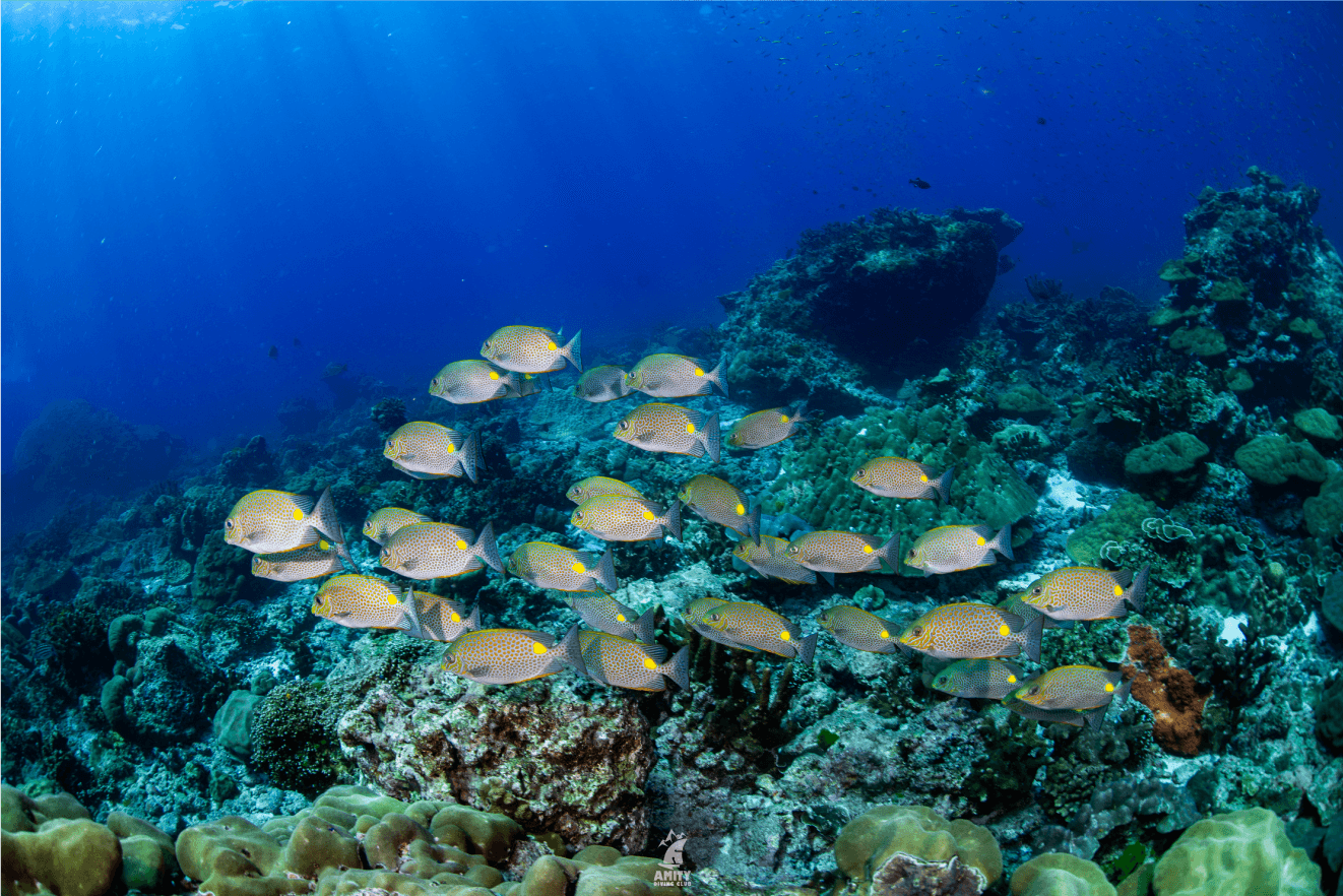 similan5