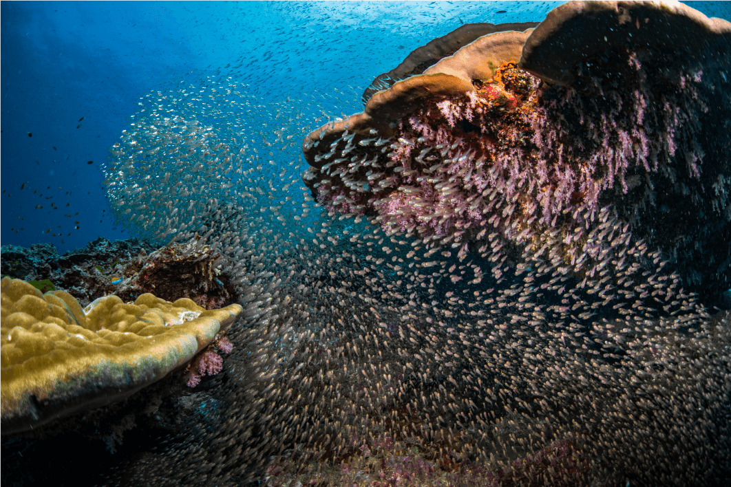 similan10