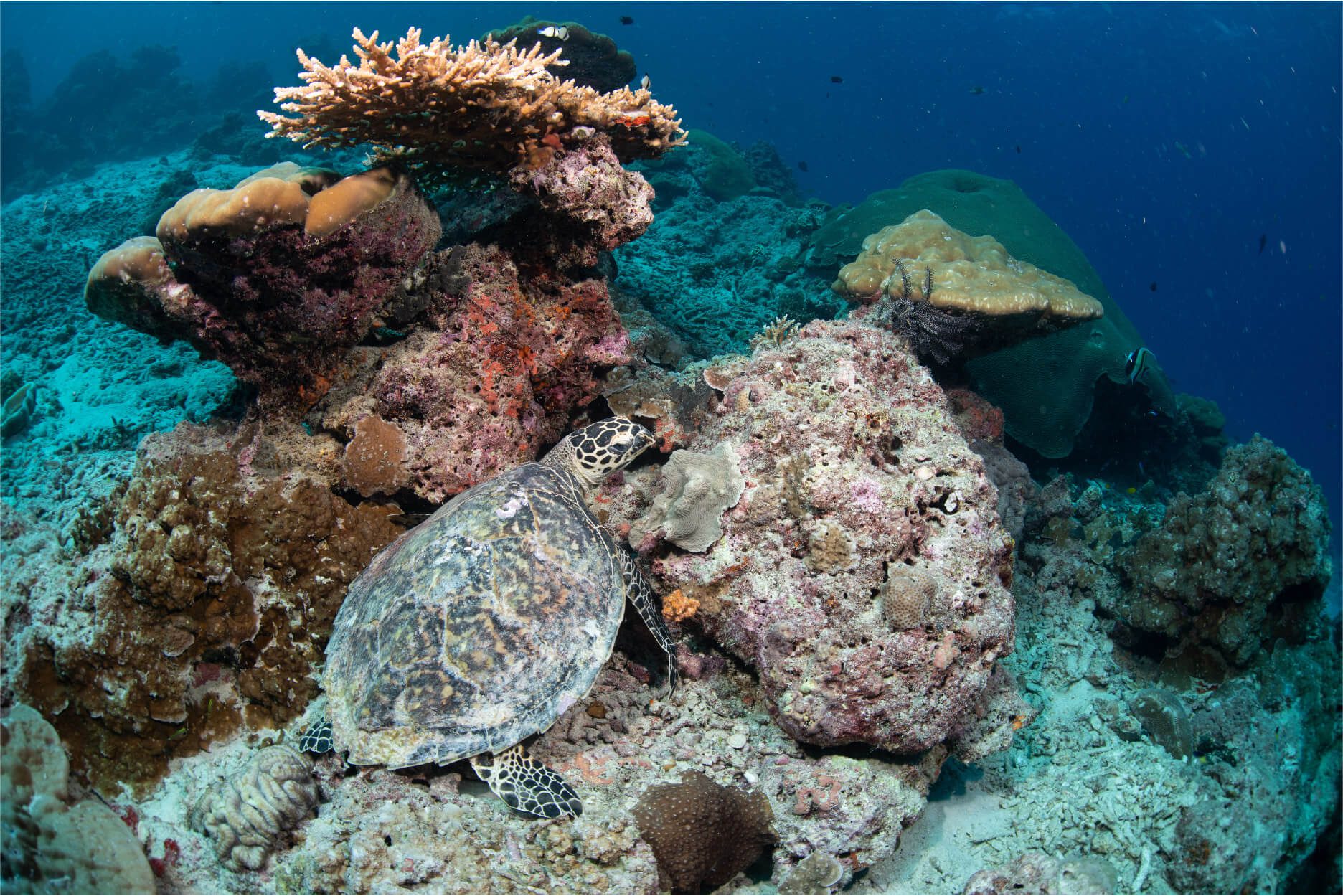 surin island6
