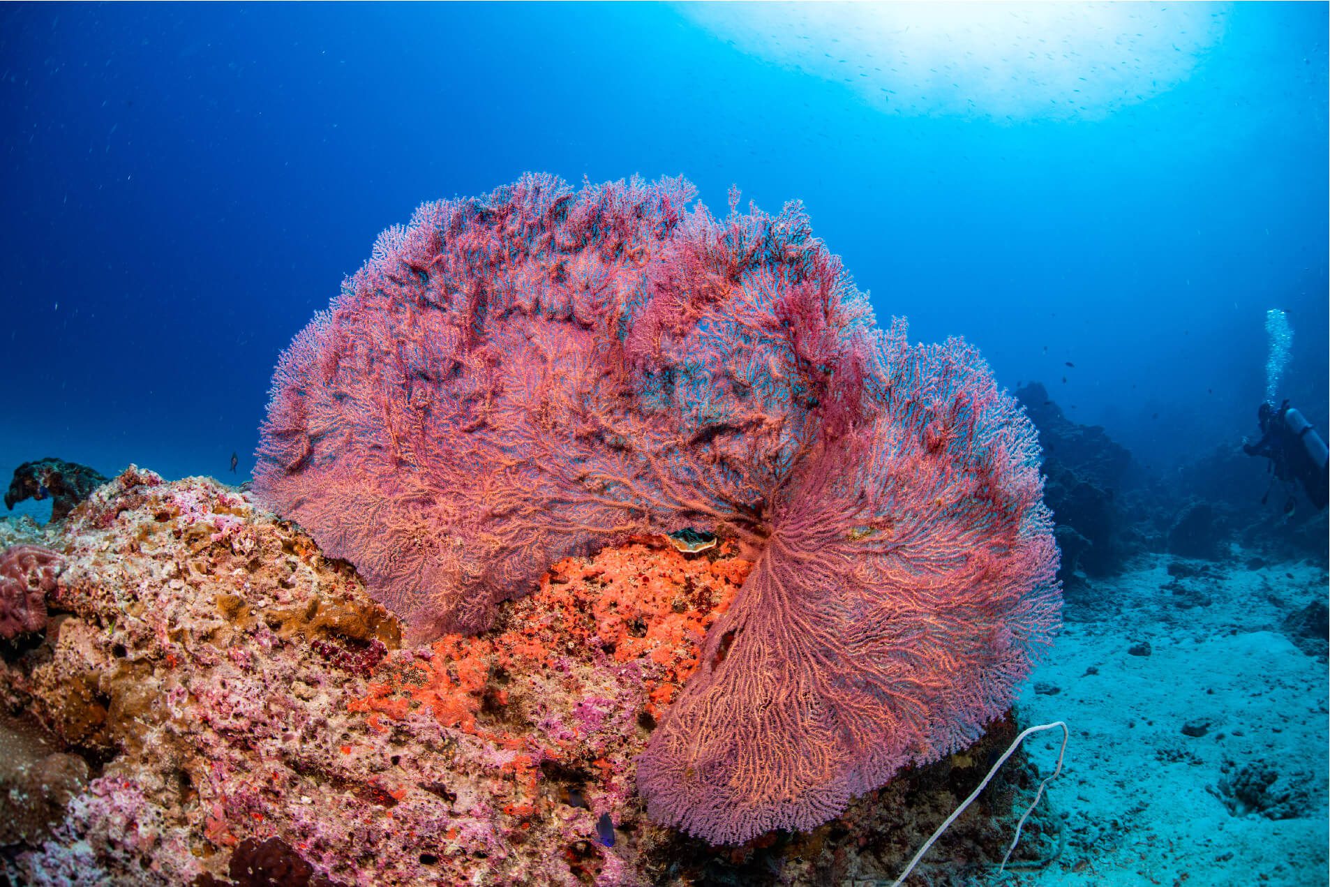surin island7