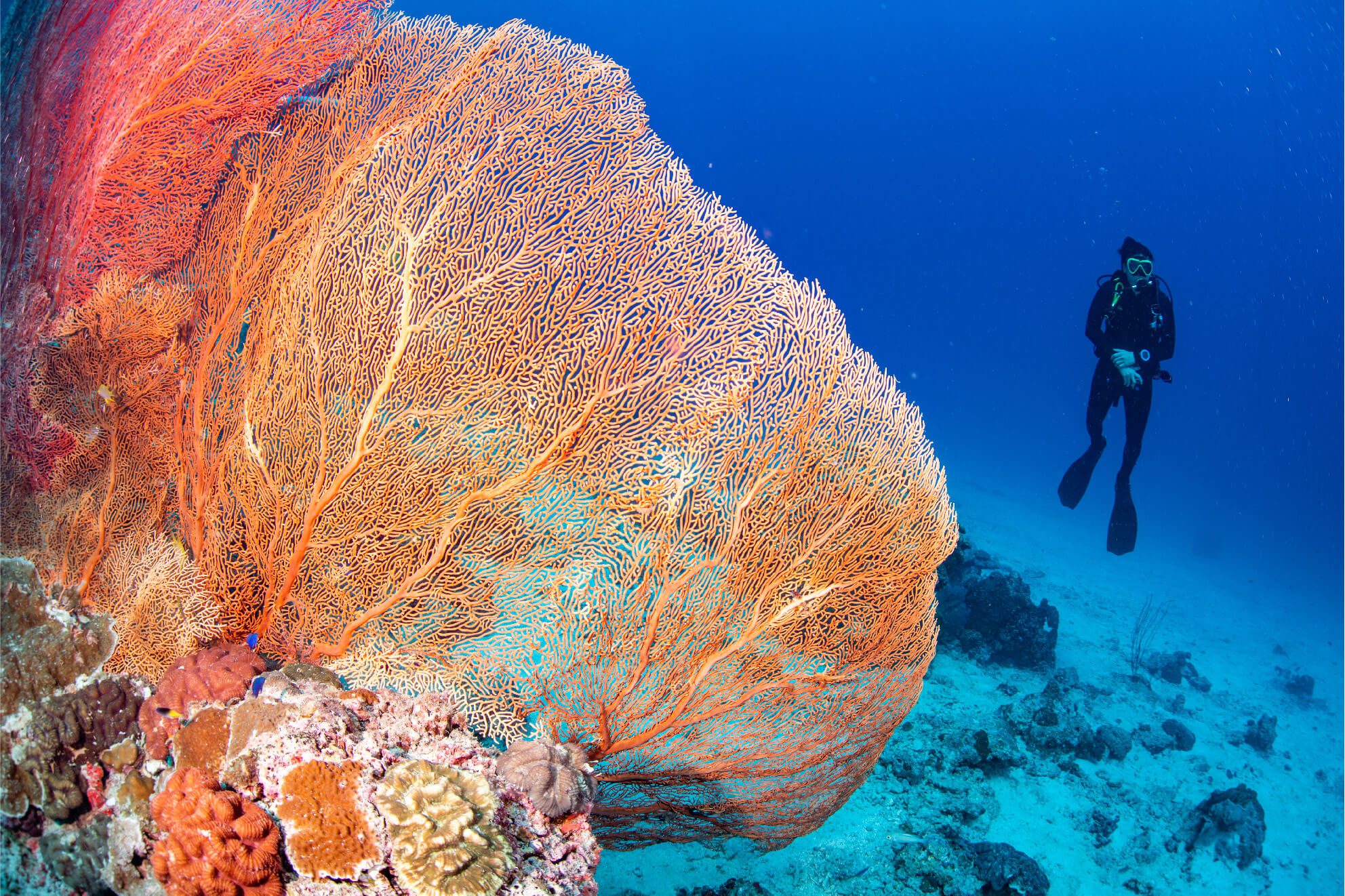 Surin Islands & Richelieu Rock